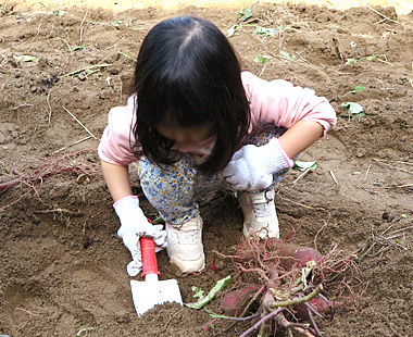 2025年芋掘会ギャラリー