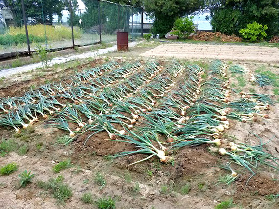 玉ねぎの収穫