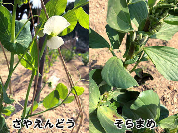 春の代表野菜