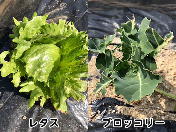 食卓を惹き立てる名脇役の野菜 