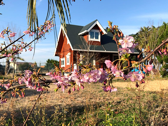 歌浜に河津桜が咲きました