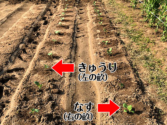 きゅうりとなすの苗植え付け