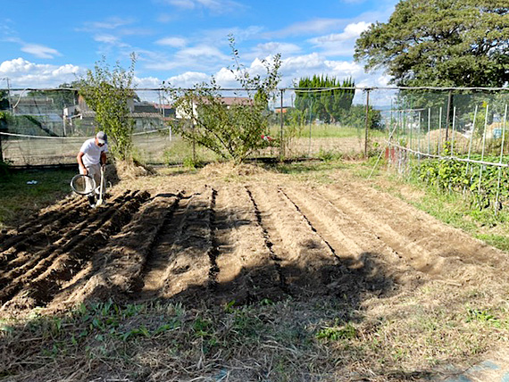 大根の植え付け作業1