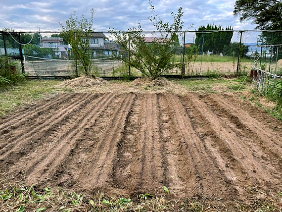 大根の植え付け作業2